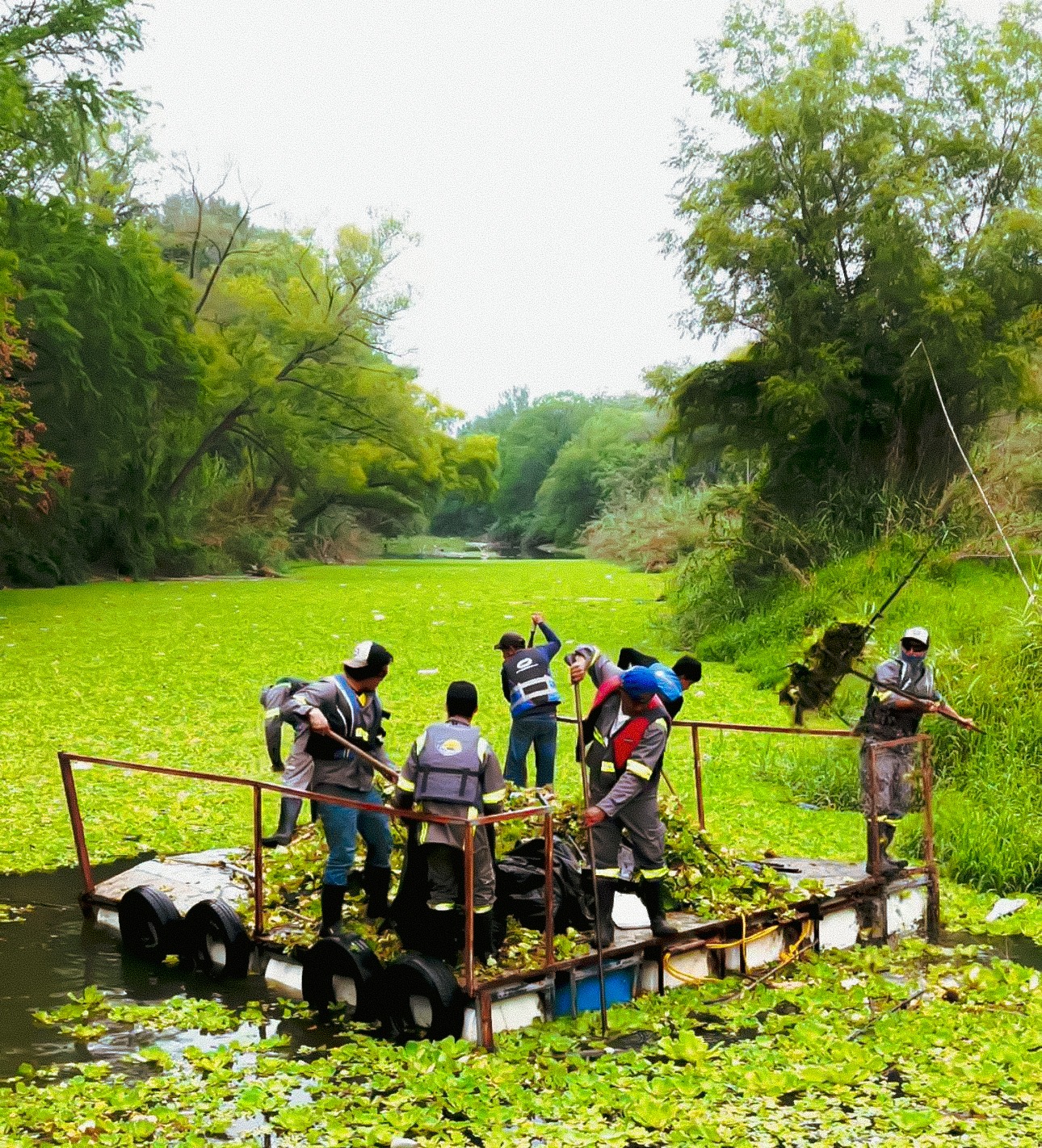 Intensifican retiro de lirio acuático en la presa La Boca; meta es eliminar 300 toneladas