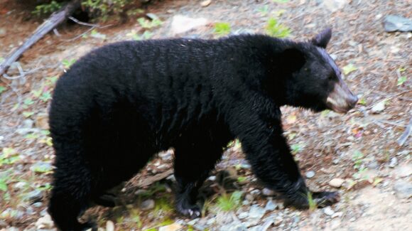 Confirman recuperación y liberación de osa negra afectada por gusano barrenador en Nuevo León