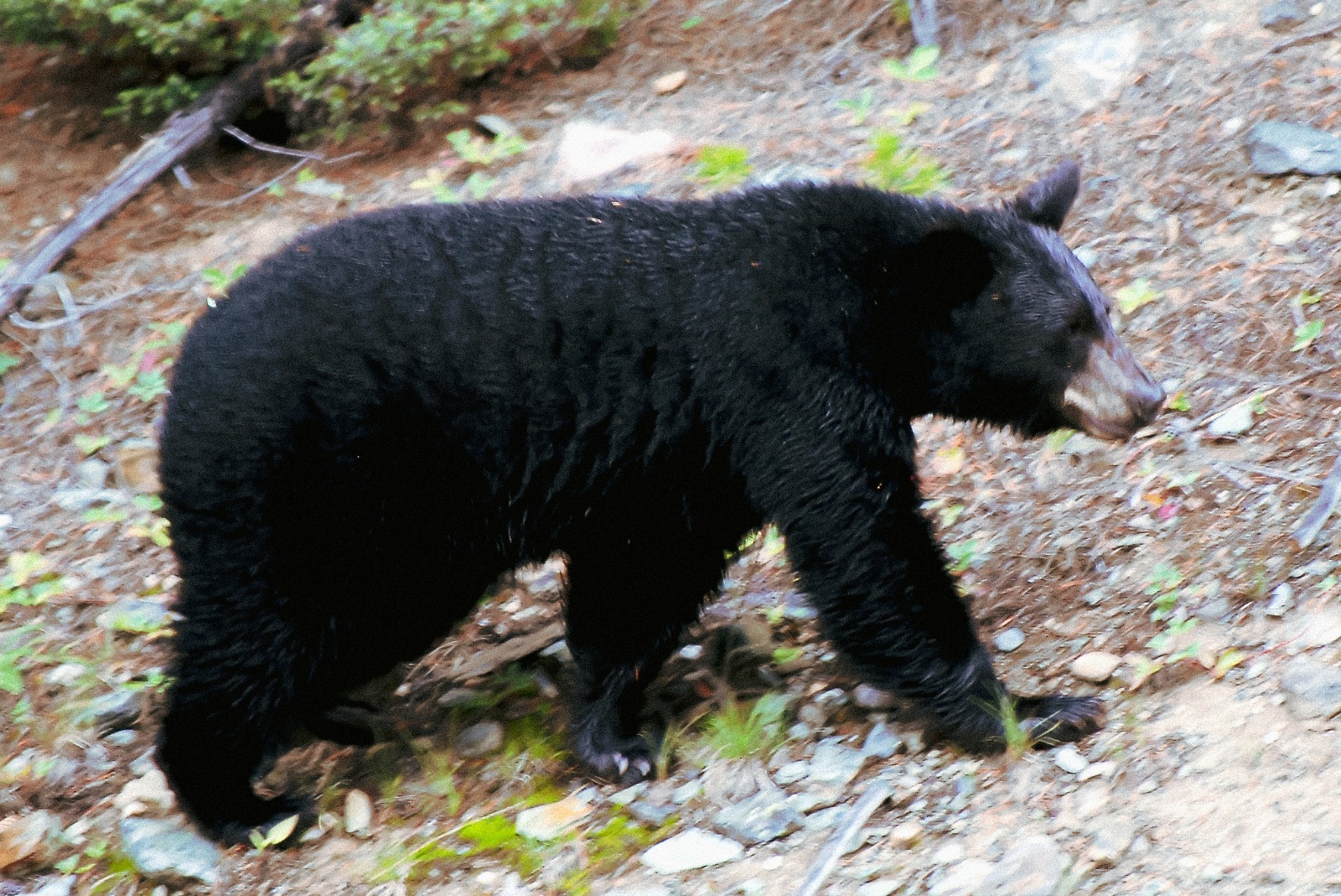 Confirman recuperación y liberación de osa negra afectada por gusano barrenador en Nuevo León