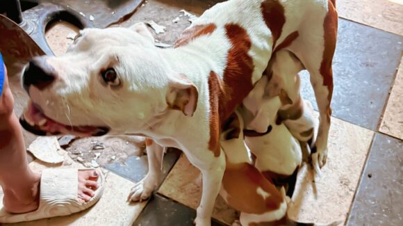 Resguardan siete caninos por maltrato animal en Monterrey, Nuevo León