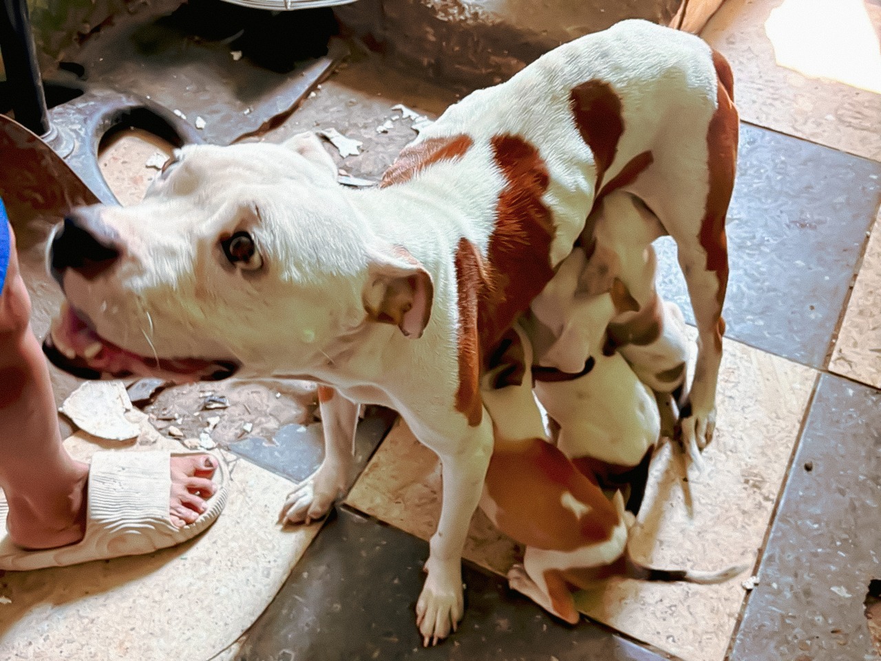Resguardan siete caninos por maltrato animal en Monterrey, Nuevo León