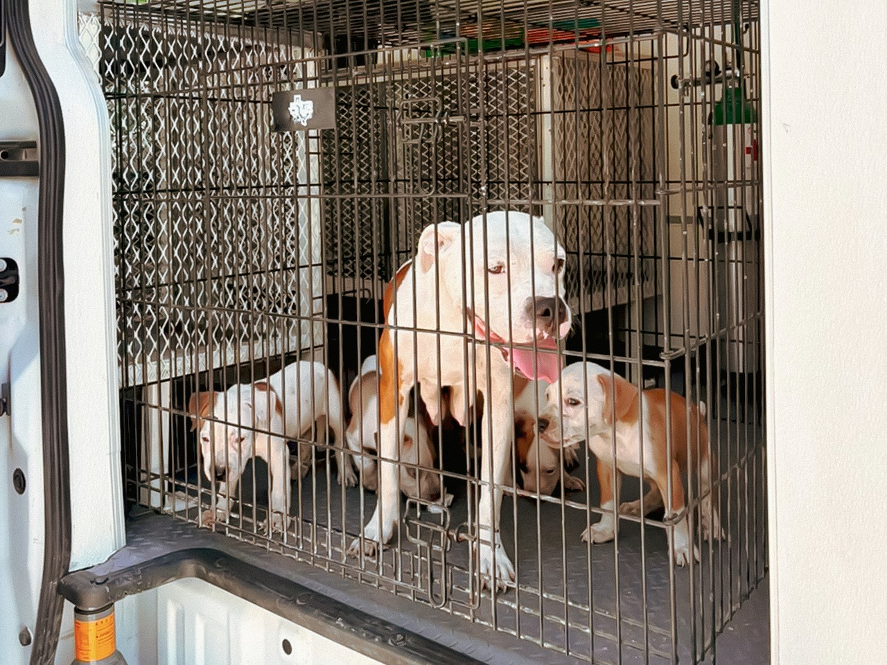 Resguardan siete caninos por maltrato animal en Monterrey, Nuevo León