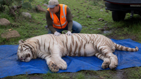 Tigre Kenzo murió por broncoaspiración de sangre tras disparo, revela necropsia de la UNAM