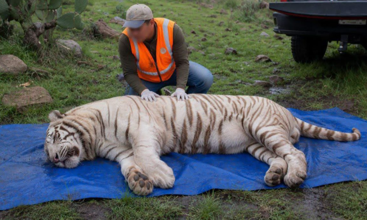 Tigre Kenzo murió por broncoaspiración de sangre tras disparo, revela necropsia de la UNAM