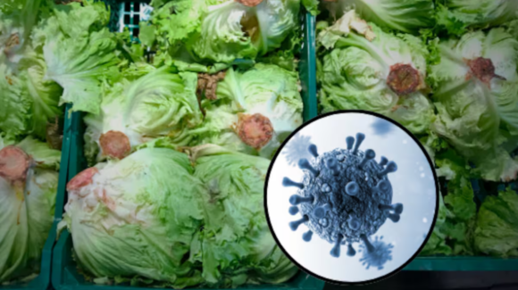 La FDA descarta que lechuga de México provocara brote de cyclospora; detectó un falso positivo