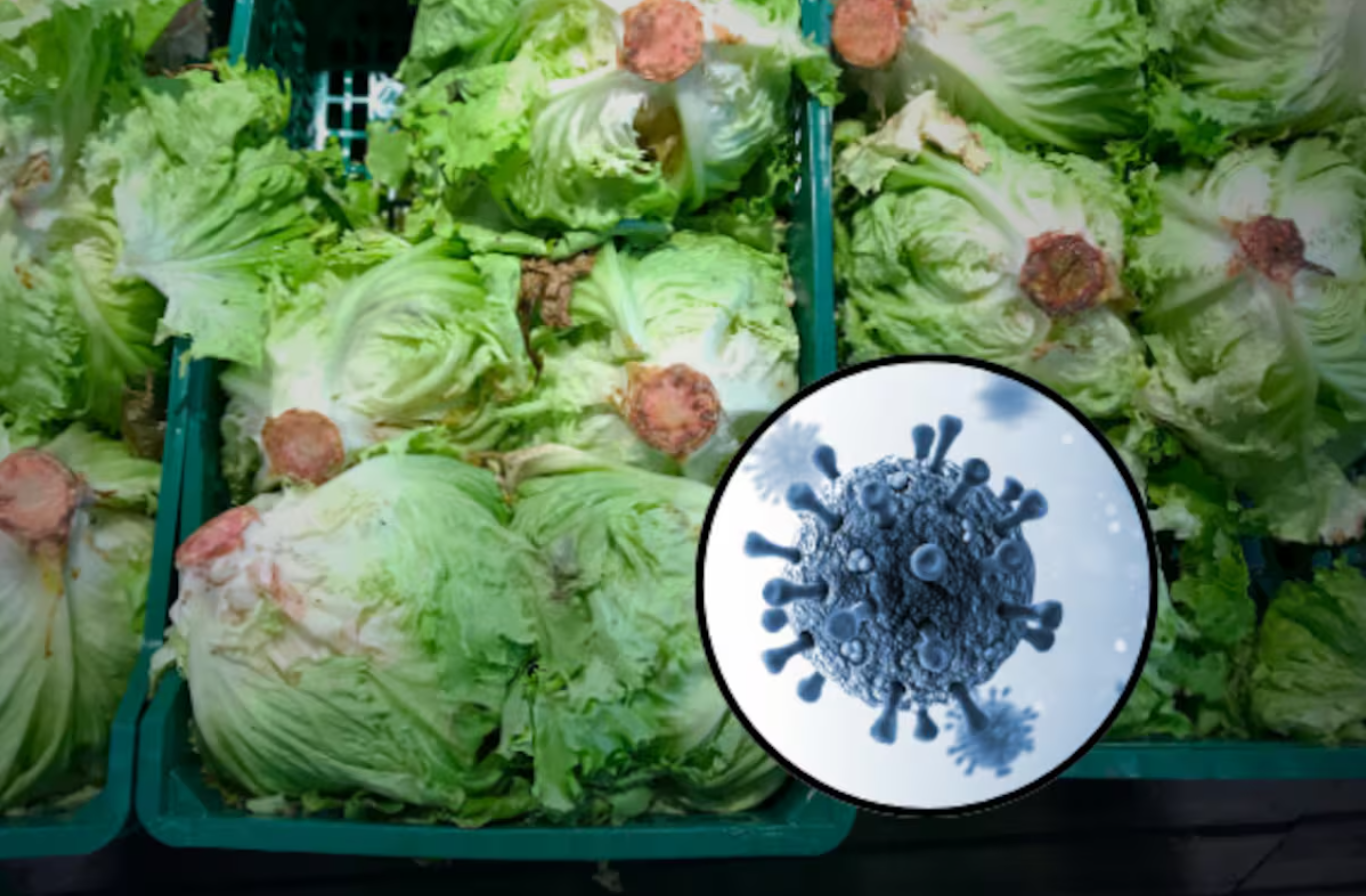 La FDA descarta que lechuga de México provocara brote de cyclospora; detectó un falso positivo