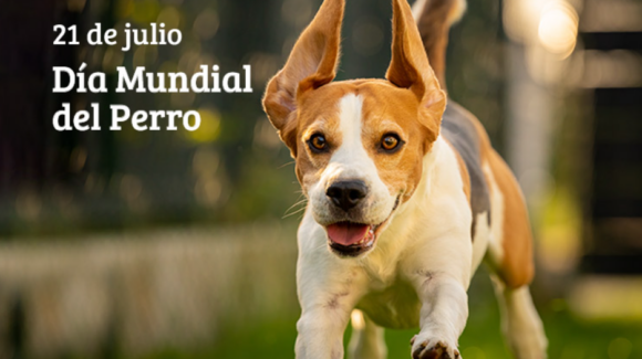 Día Mundial del Perro 2026: ¿Por qué se celebra el 21 de julio y cuál es su origen?