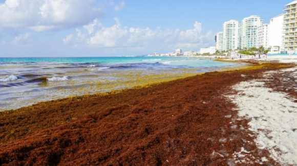 Gobierno de México invertirá más de 2 mil millones de pesos para combatir el sargazo en Quintana Roo