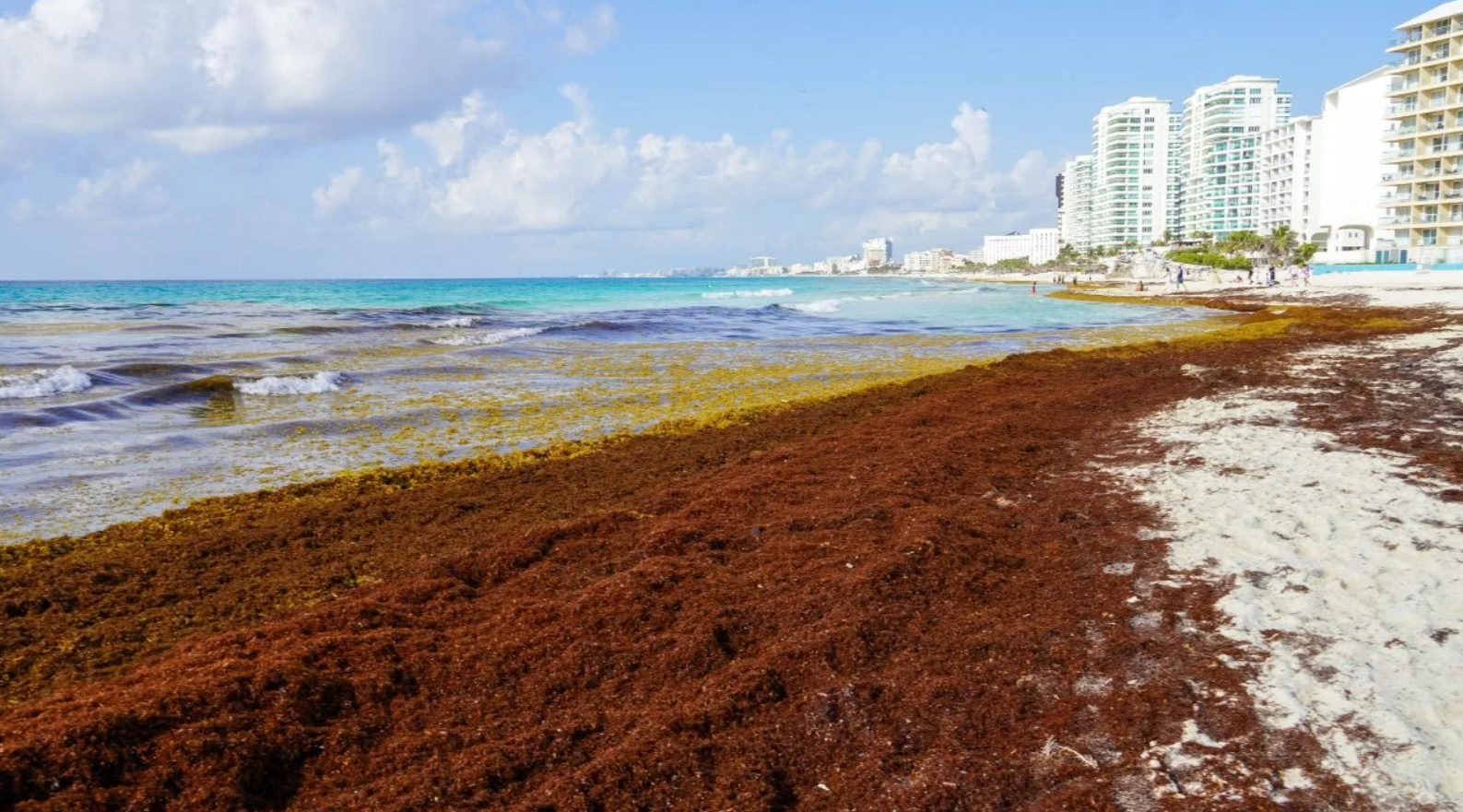 Gobierno de México invertirá más de 2 mil millones de pesos para combatir el sargazo en Quintana Roo