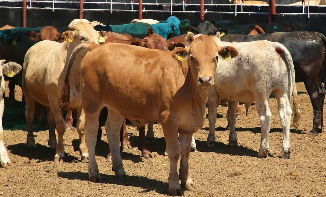Gusano barrenador afecta ganadería mexicana por dos años consecutivos