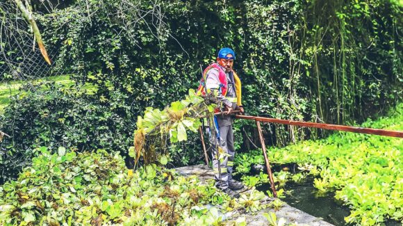 Retiran 196 toneladas de lirio acuático en la Presa La Boca tras intenso operativo de limpieza