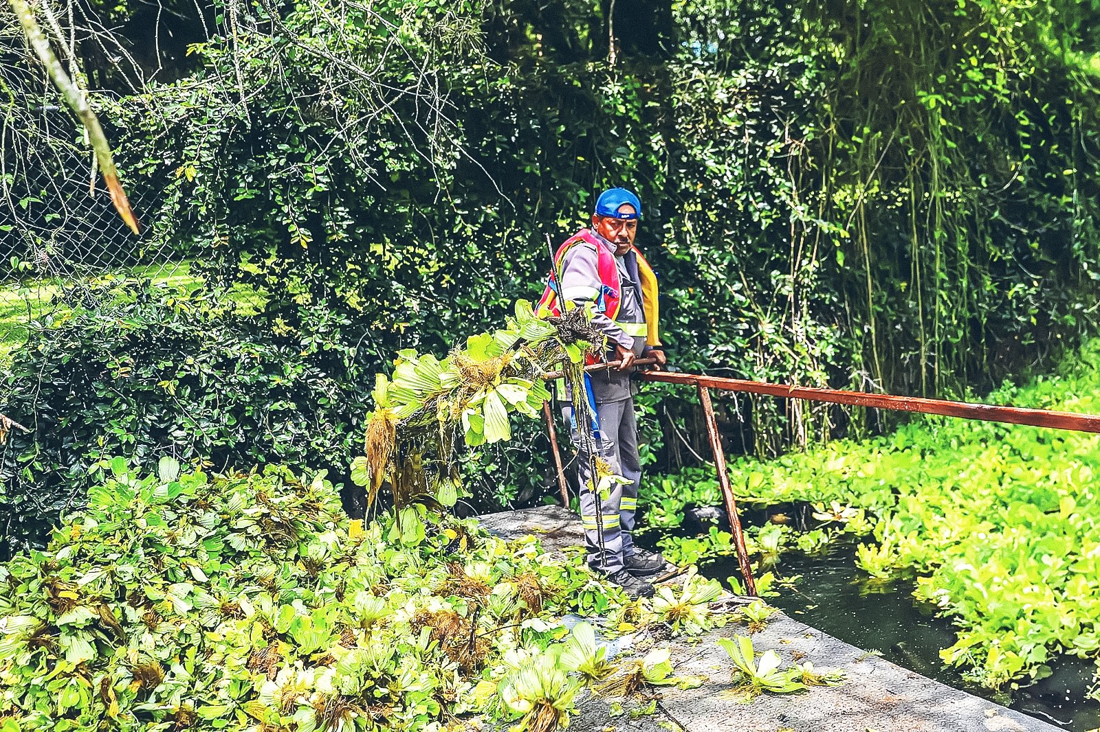 Retiran 196 toneladas de lirio acuático en la Presa La Boca tras intenso operativo de limpieza