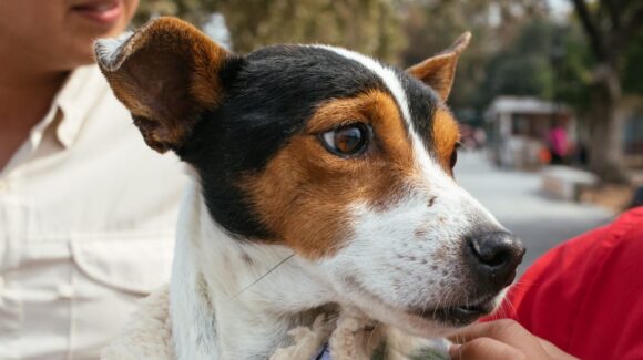 Altas temperaturas en NL ponen en riesgo a mascotas; Guadalupe emite recomendaciones