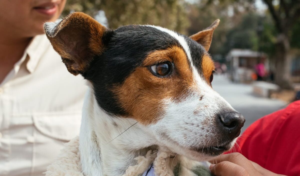 Exhorta el Municipio de Guadalupe a reforzar el cuidado de mascotas ante el incremento de temperaturas
