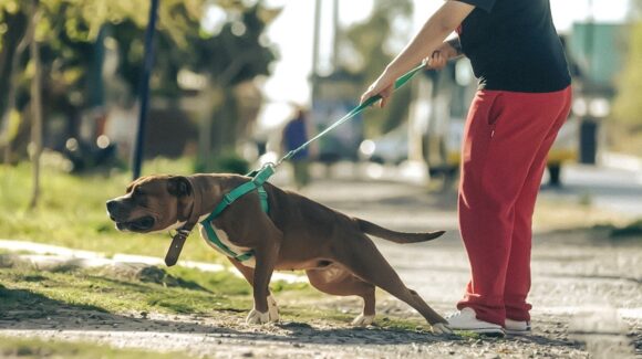 San Pedro sancionará en NL con hasta 58 mil pesos las mordeduras de perro en parques