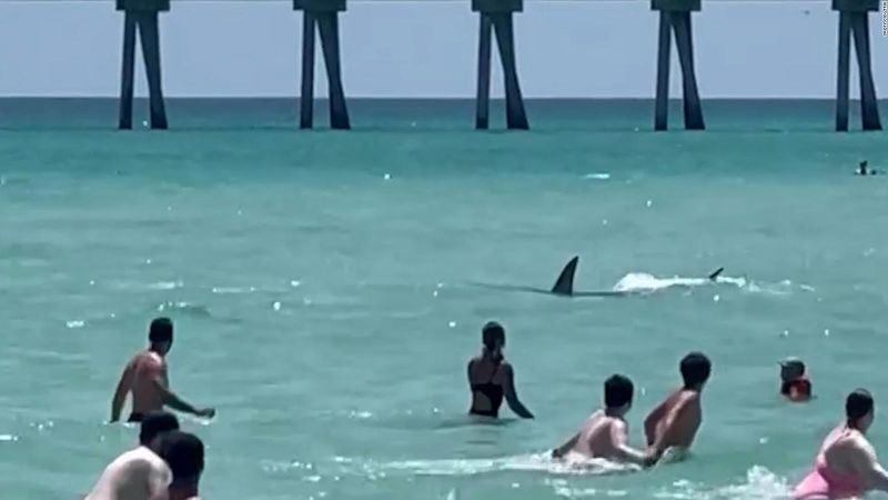 Cierran playa de Nueva York por avistamiento masivo de tiburones
