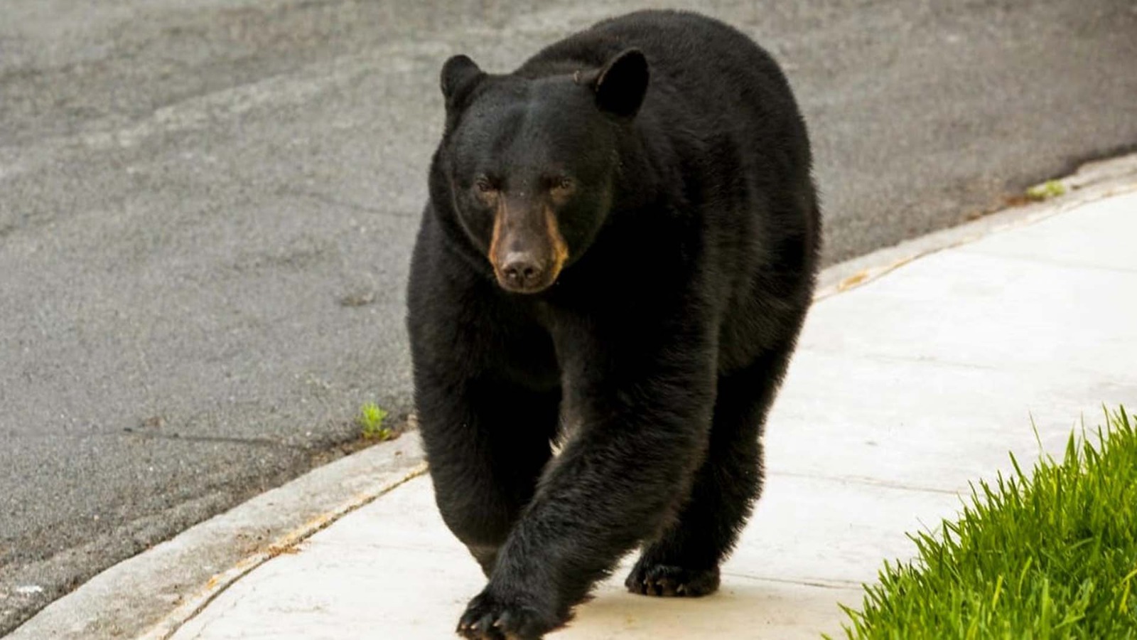 Piden normalizar la presencia de fauna silvestre en el Área Metropolitana de Monterrey
