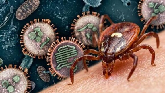 Autoridades sanitarias detectan primer caso de virus Bourbon en Nueva York; la enfermedad se transmite por picadura de garrapata