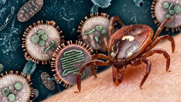 Autoridades sanitarias detectan primer caso de virus Bourbon en Nueva York; la enfermedad se transmite por picadura de garrapata