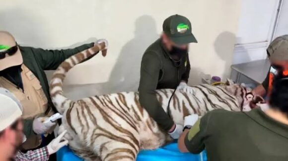 Muere baleado Kenzo, el tigre de bengala que escapó en Tepetlaoxtoc de Hidalgo
