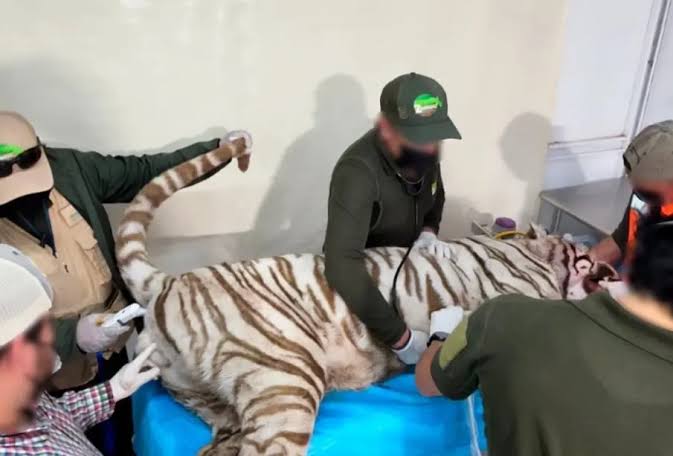 Muere baleado Kenzo, el tigre de bengala que escapó en Tepetlaoxtoc de Hidalgo