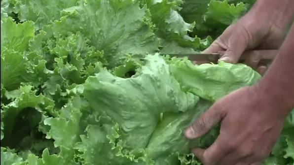 Cofepris descarta la presencia de cyclospora en la lechuga mexicana