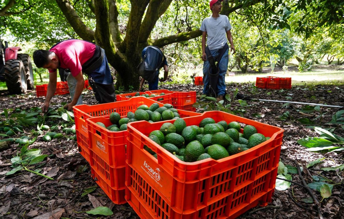 Exportaciones de aguacate mexicano caen 25% en primer semestre