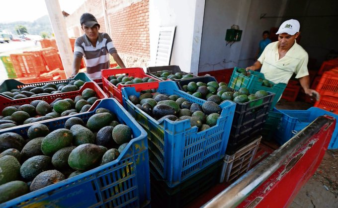 México consigue autorización de Estados Unidos para exportar más aguacate
