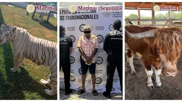 Decomisan más de 130 animales exóticos en rancho de Tamaulipas durante operativo