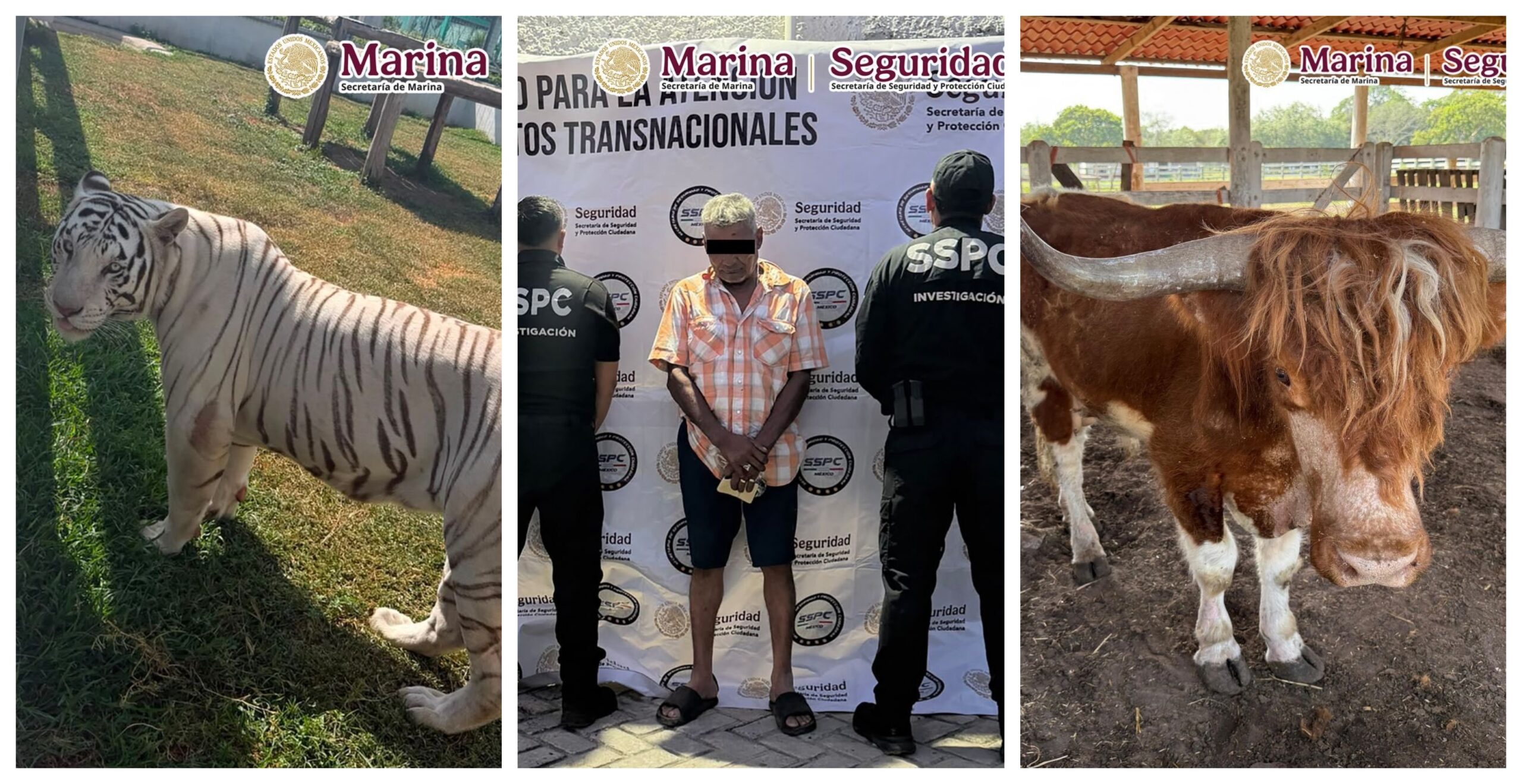 Decomisan más de 130 animales exóticos en rancho de Tamaulipas durante operativo