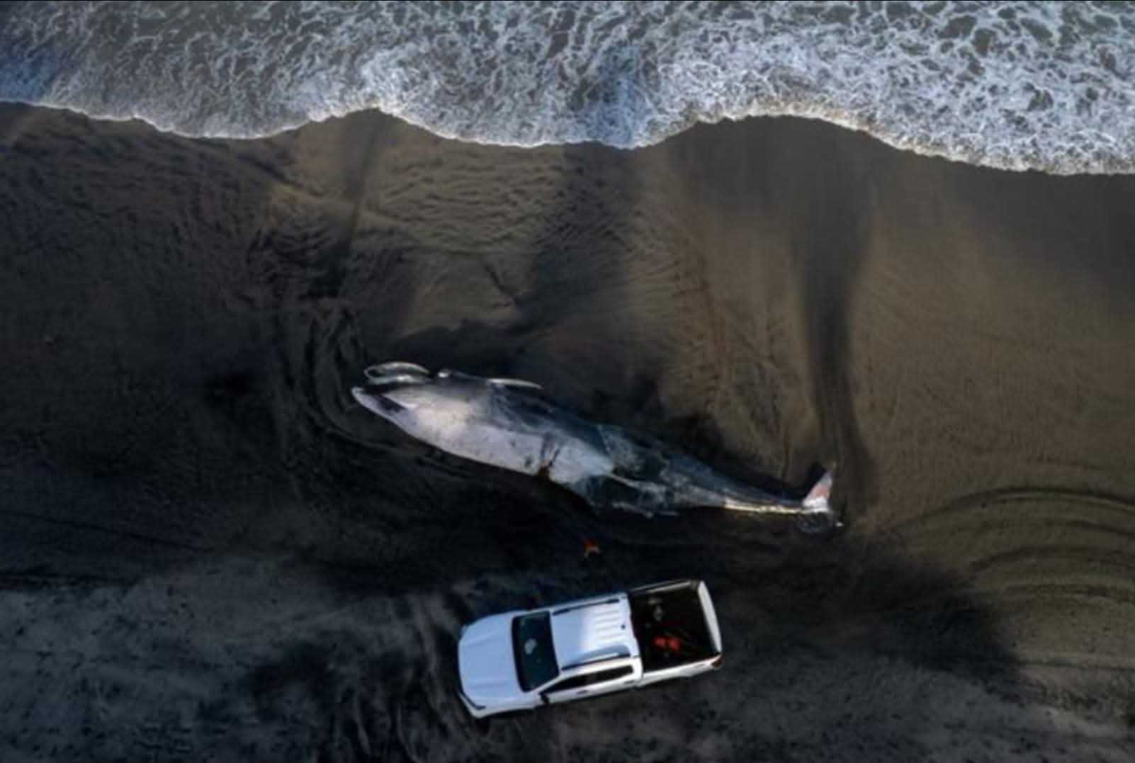 Hallan muerta ballena de 12 metros en Tijuana por descomposición avanzada