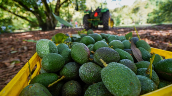 Suspenden exportación de aguacate de Michoacán hacia Estados Unidos por amenaza a personal del USDA
