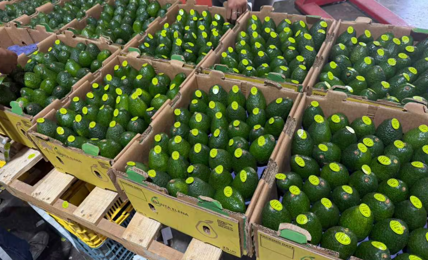 Productores piden reabrir exportaciones de aguacate a EU a la “brevedad” y destacan el trabajo conjunto con ambos gobiernos