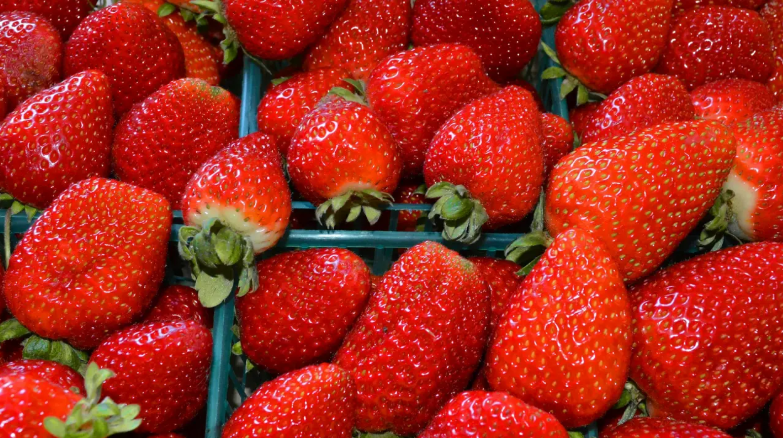 Estados Unidos impone cuotas a fresas mexicanas y prende alertas a miles de productores