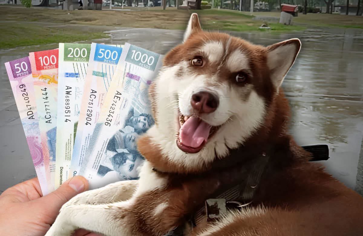 Congreso de la Ciudad de México analiza dar pensión para mascotas tras divorcio de parejas