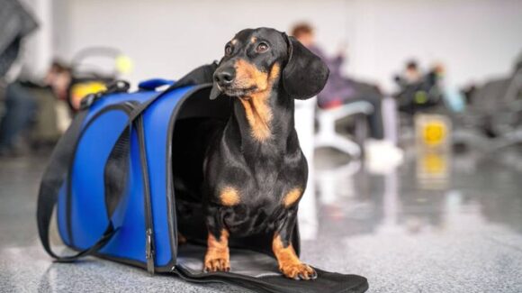 Proponen transporte pet-friendly en Metro, Metrobús y otros transportes de CDMX