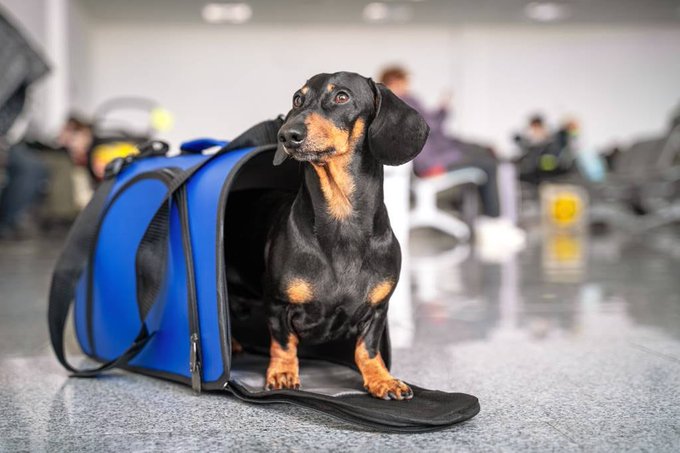 Proponen transporte pet-friendly en Metro, Metrobús y otros transportes de CDMX