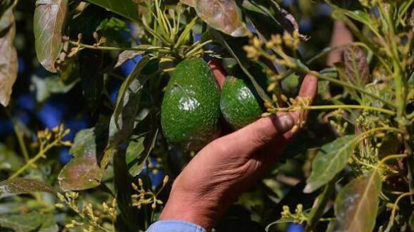 Estados Unidos reanudará parcialmente la inspección de la producción de aguacate en Michoacán