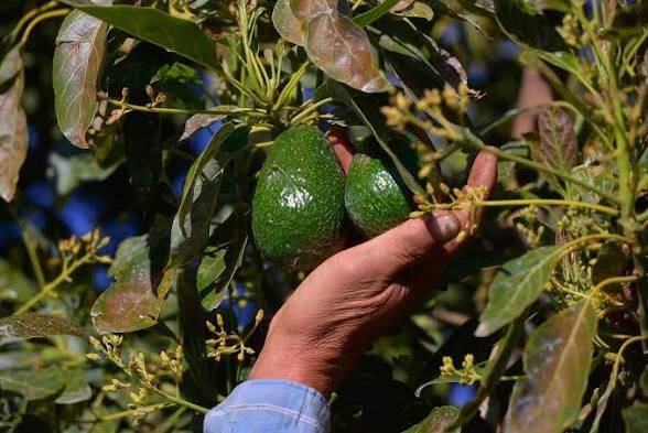 Estados Unidos reanudará parcialmente la inspección de la producción de aguacate en Michoacán