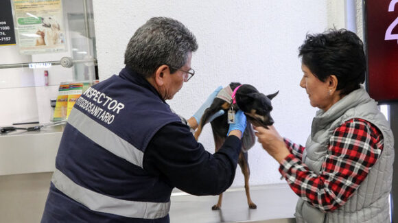 México exige certificado libre de gusano barrenador para ingreso de perros y aves de Estados Unidos
