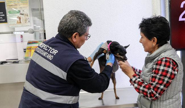 México exige certificado libre de gusano barrenador para ingreso de perros y aves de Estados Unidos