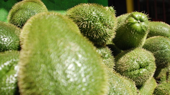 El cambio climático amenaza a especies de chayote en México; según estudio de la UNAM