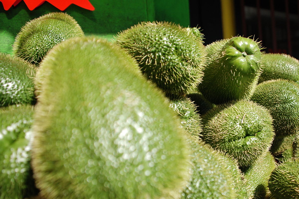 El cambio climático amenaza a especies de chayote en México; según estudio de la UNAM