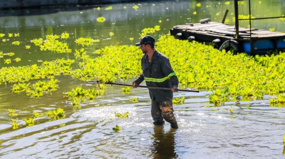 Avanza al 80% el retiro del lirio acuático en la presa La Boca tras operativo coordinado