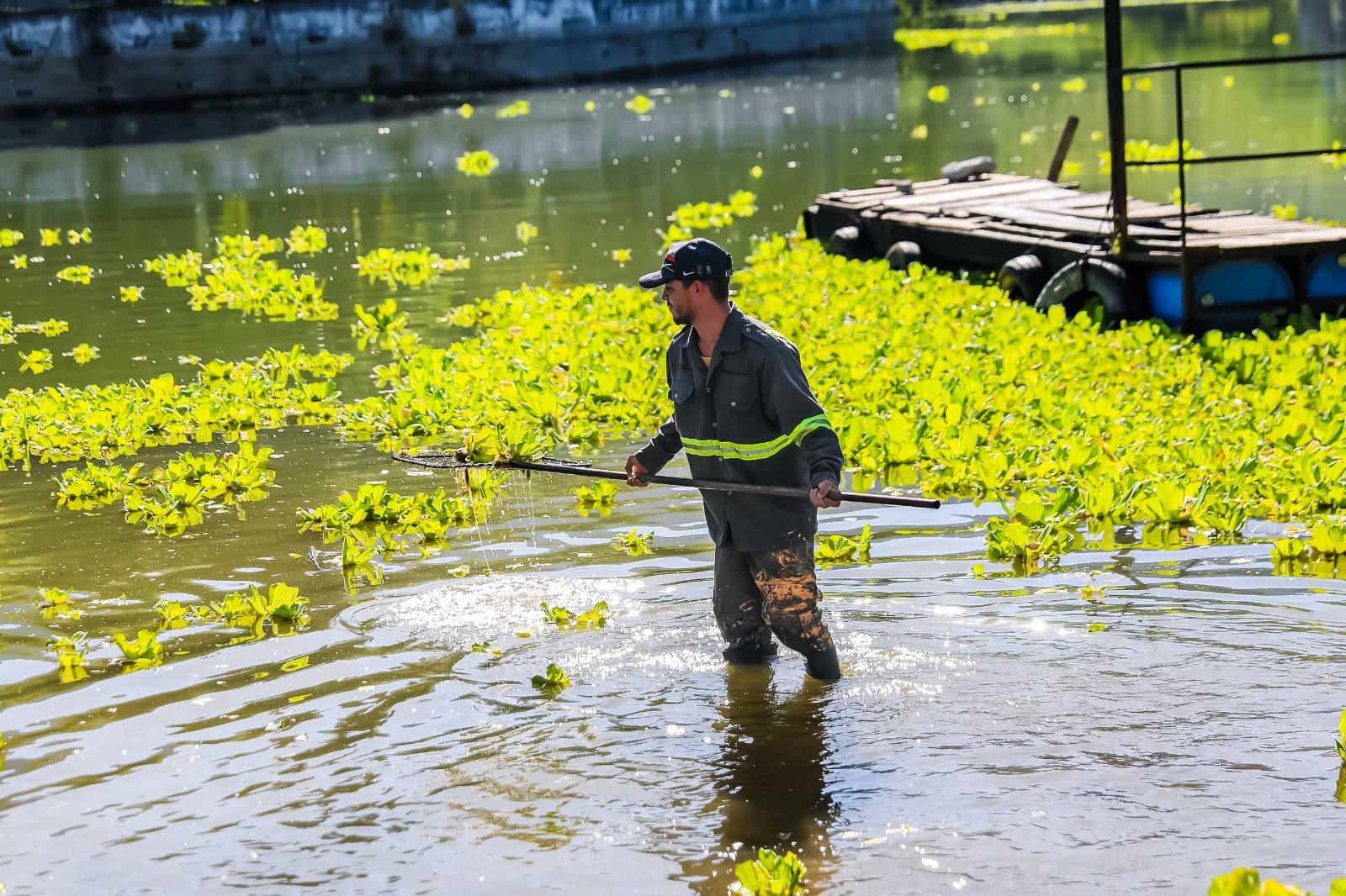 Avanza al 80% el retiro del lirio acuático en la presa La Boca tras operativo coordinado