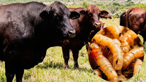 UGRNL pide frenar ingreso de ganado del sur por gusano barrenador ante reapertura exportadora