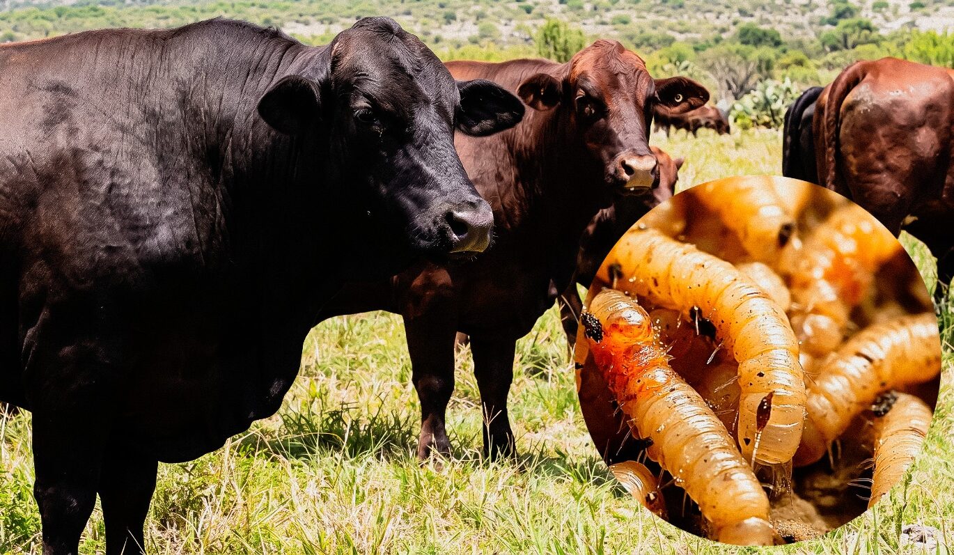 Ganaderos de Nuevo León solicitan frenar el ingreso de ganado del sur para frenar la plaga del gusano barrenador y asegurar la reapertura exportadora