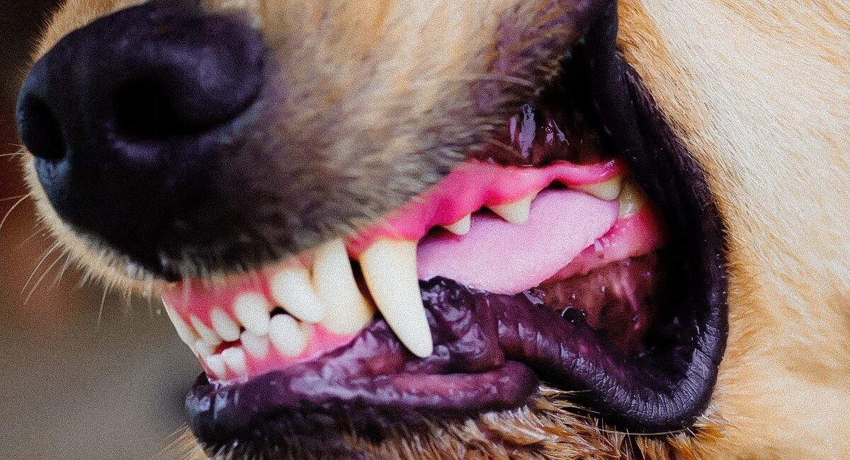 Aumentan ataques de perros en Nuevo León: San Pedro endurece sanciones con multas de hasta $58 mil pesos