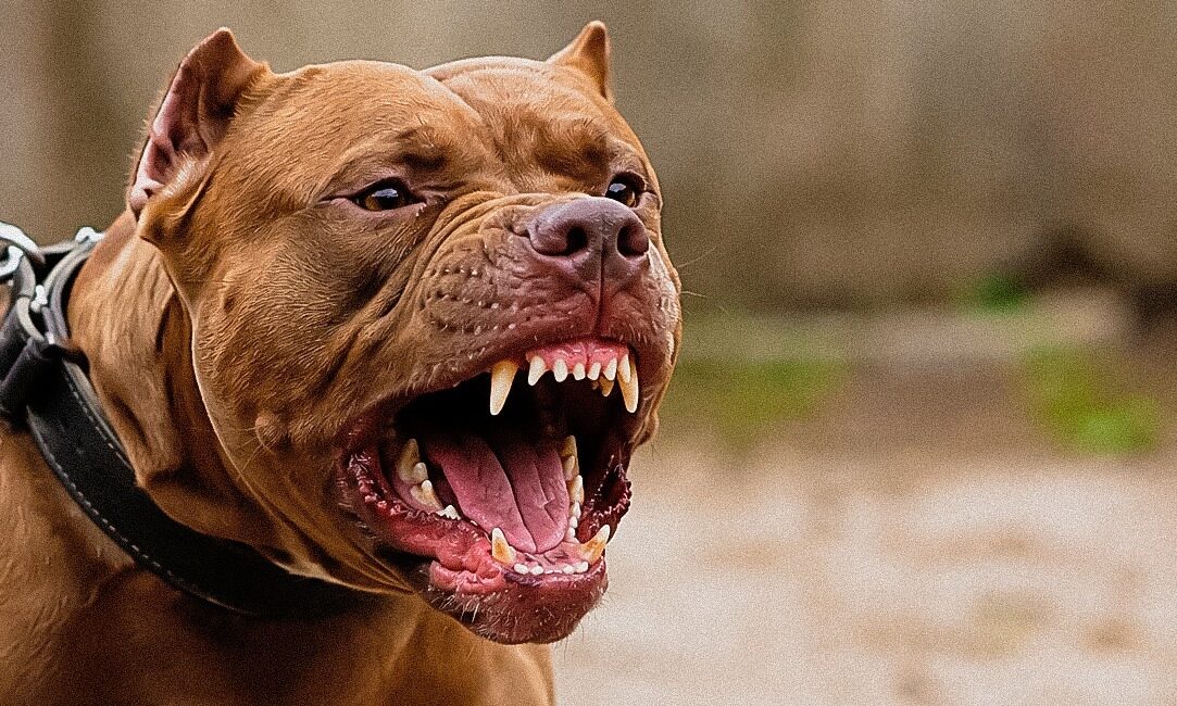 Aumentan ataques de perros en Nuevo León: San Pedro endurece sanciones con multas de hasta $58 mil pesos