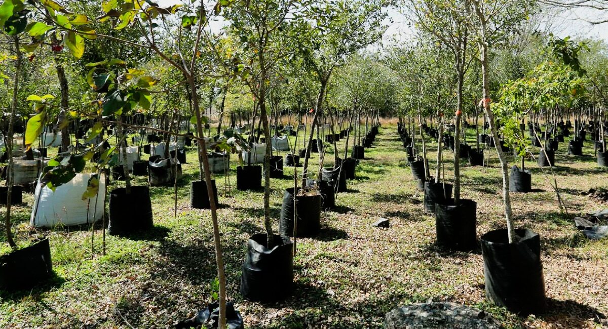 Se sumará Nuevo León a la Jornada Nacional de Reforestación en La Huasteca